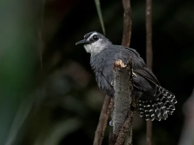 Dark bird with white barring on the tail, gray throat and white eyebrow.