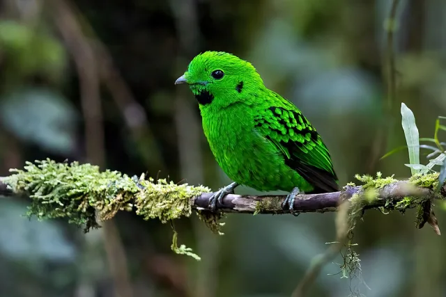 Small and brilliantly green songbird with black accents on the wing and throat.