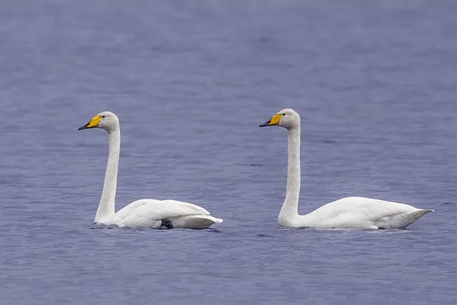 Large white waterbird with yellow bill tipped with black.