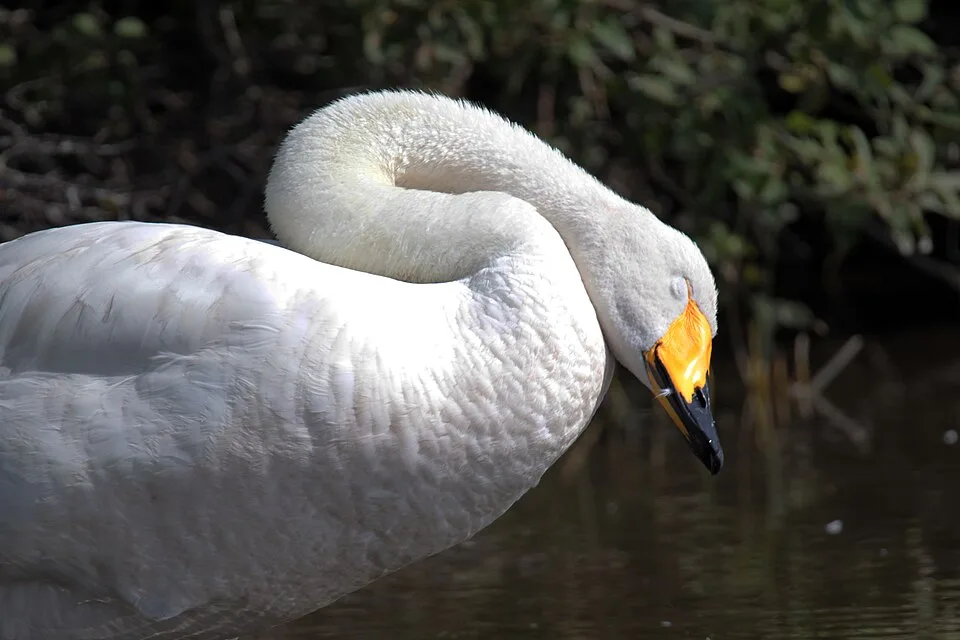 Large white waterbird with yellow bill tipped with black.