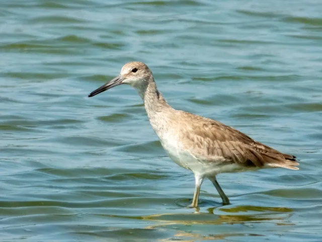 Large but plain brown shorebird with paler front parts.