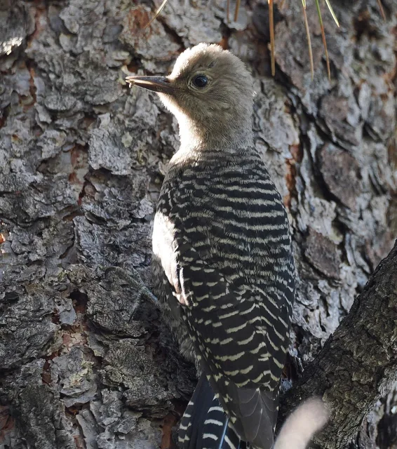 Brown woodpecker with barred back and tan head.