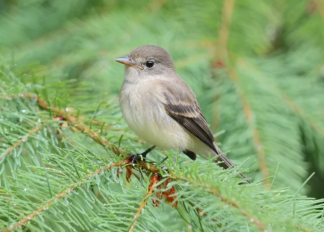 Grey and pale olive forest bird with cream wingbars.