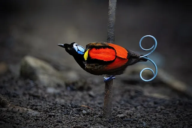 Red-backed dark rainforest bird with blue cap and long curled tail feathers.