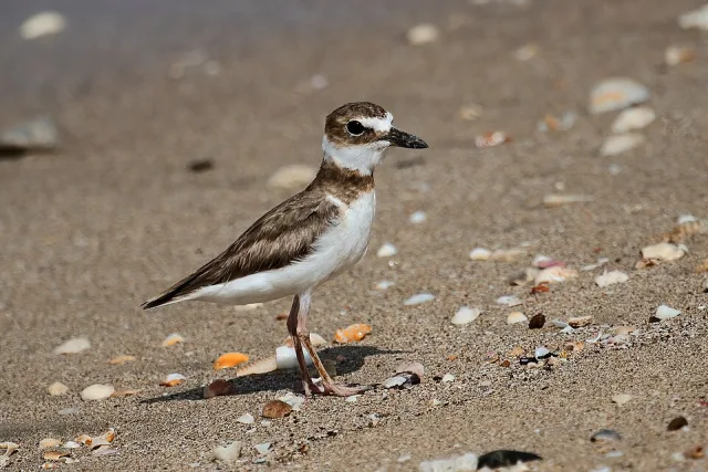 Brown an white shorebird with thick bill.