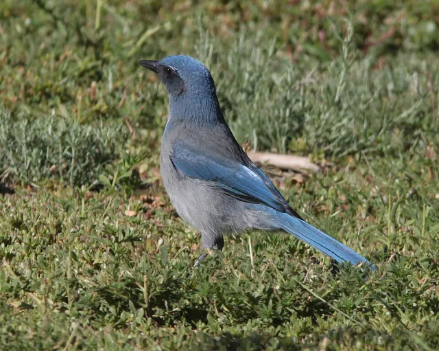 Large songbird with attractive blue, and gray patterns.