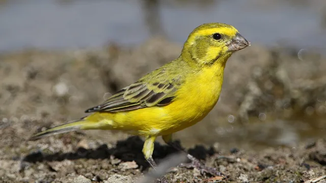 Brilliant yellow songbird with darker wingtips.