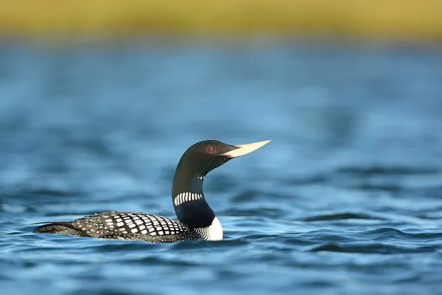 Large dark waterbird with white patterning and thick, yellow bill.