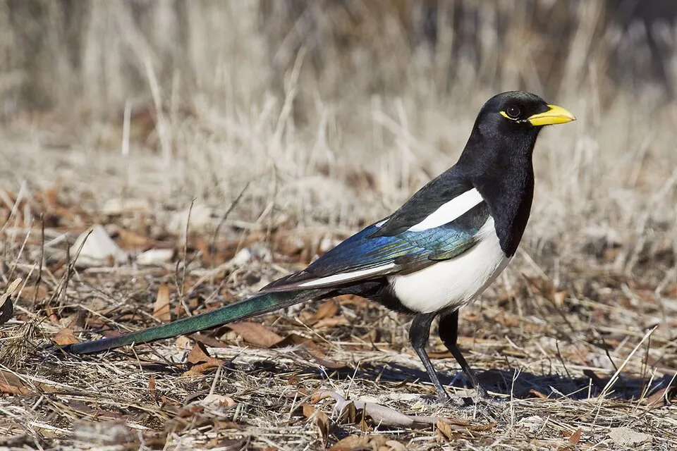 A large black bird with white underparts, long glossy green tail and yellow bill.