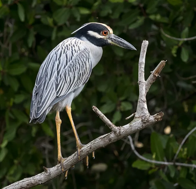 Large gray heron with white striped blue face and yellow crown.