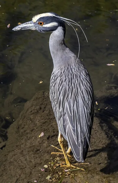 Large gray heron with white striped blue face and yellow crown.