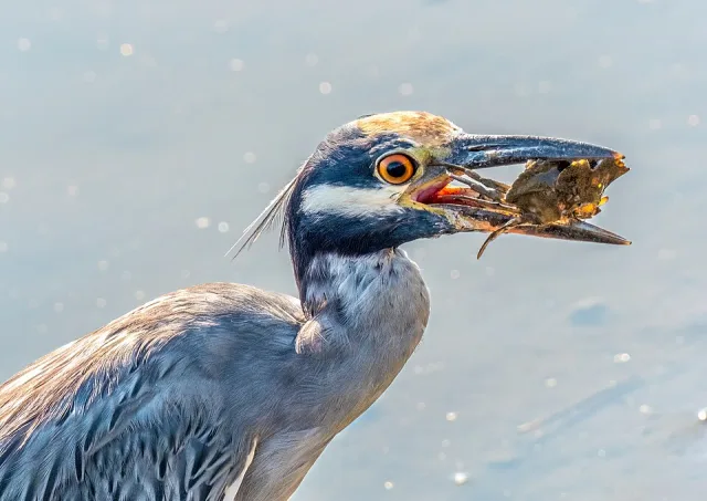 Large gray heron with white striped blue face and yellow crown. It is eating a crab.