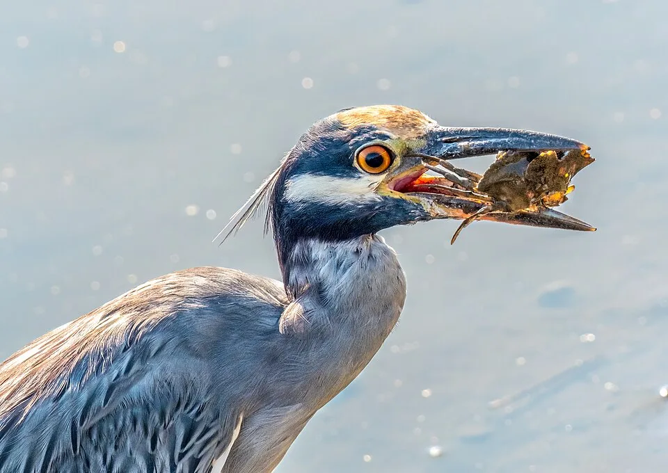Large gray heron with white striped blue face and yellow crown. It is eating a crab.