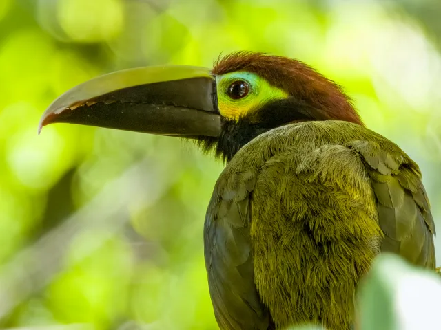 Dark and small toucan with yellow and green patches on the ear.