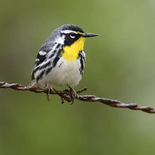 Small songbird on a wire. It has black and white flanks and head. pale belly and yellow throat.