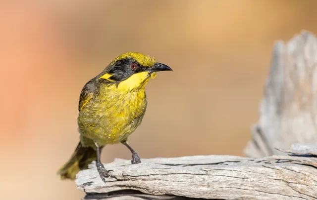 Large yellow songbird with darker belly and black ear tufts.