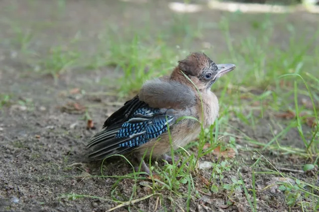 Young Blue Jay with brown fluffy feathers and blue wings.