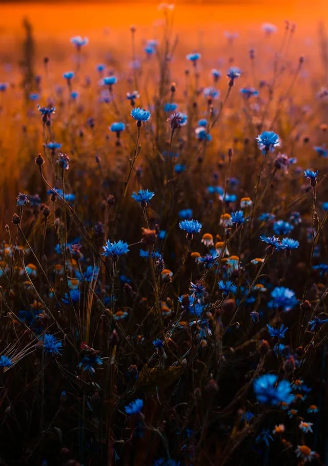 blue flowers on a red background