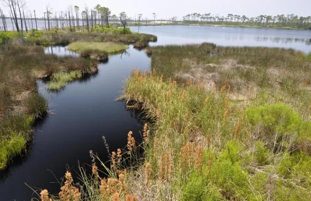 Alabama Bon Secour NWR Scene