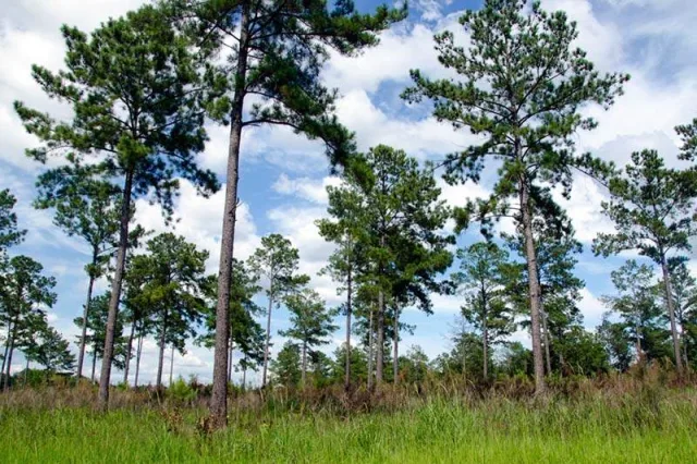Alabama Eufaula National Wildlife Refuge Scene