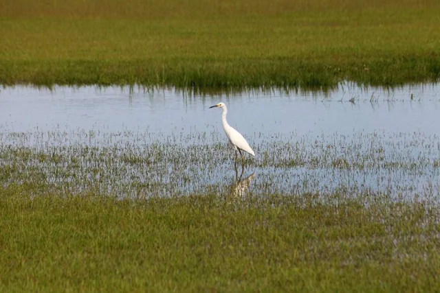 Alabama Swan Creek WMA Scene