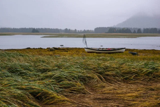 Alaska Mendenhall Wetlands Scene