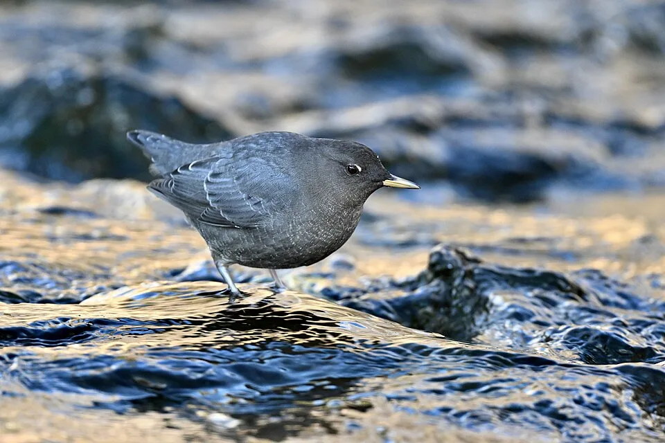 Small dark brown bird standing in water.