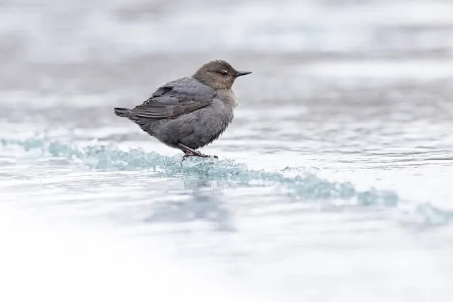 Small dark brown bird standing in water.