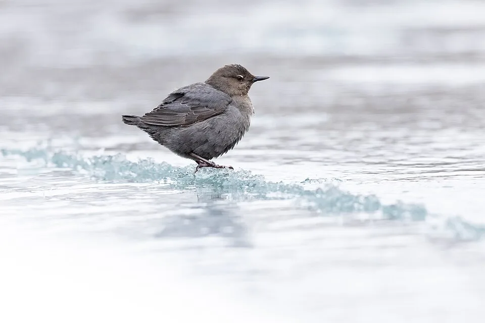 Small dark brown bird standing in water.