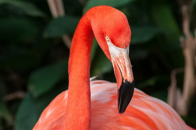 Large bright pink waterbird with thick hooked bill.