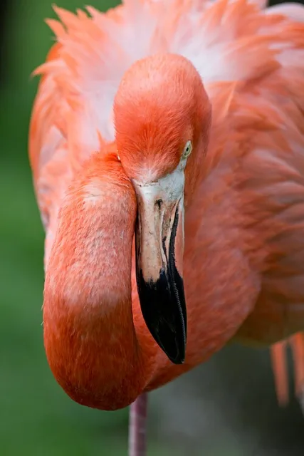 Large bright pink waterbird with thick hooked bill.