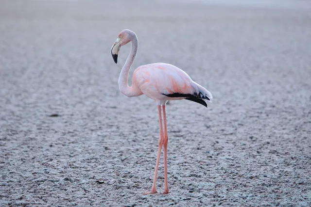 Large bright pink waterbird with thick hooked bill.