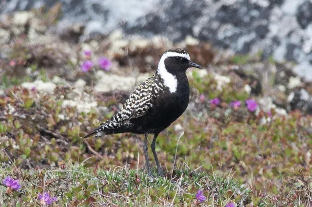 Stocky shorebird with black underparts, speckled back and white nape.