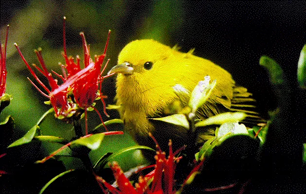 A small bright yellow songbird with curved bill.