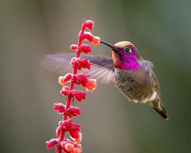 Small gray birds with brilliant pink throat.