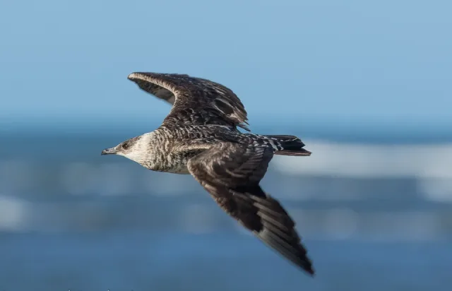 Cream colored seabird with tan speckles, dark back and head.