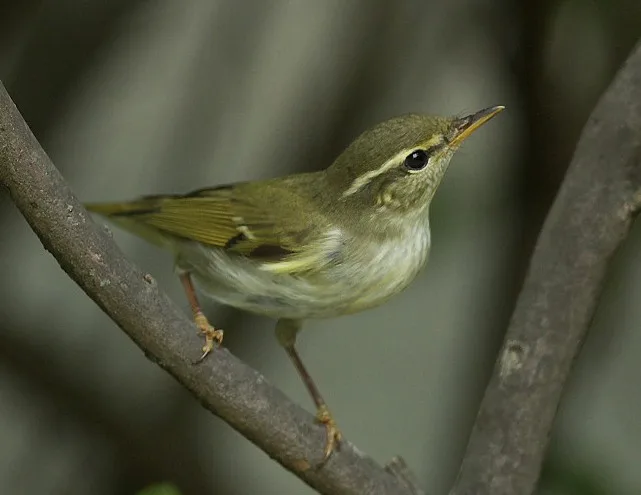 Plain olive green bird with distinct pale eyebrow.