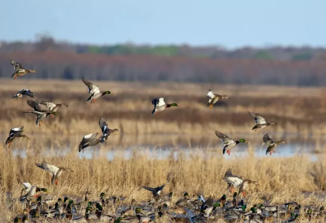 Arkansas Bald Knob NWR Scene