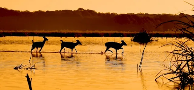 Arkansas Wapanocca NWR Scene