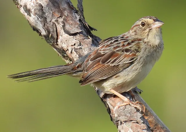 Small sparrow with long tail.