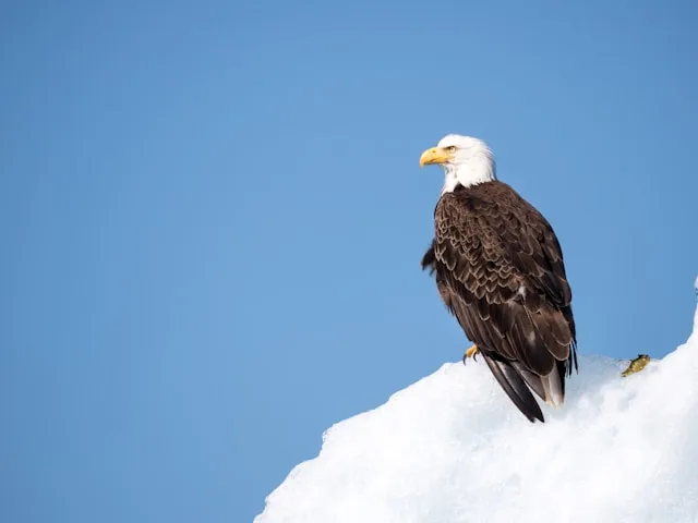 Huge raptor with brown plumage and white head standing on snow.