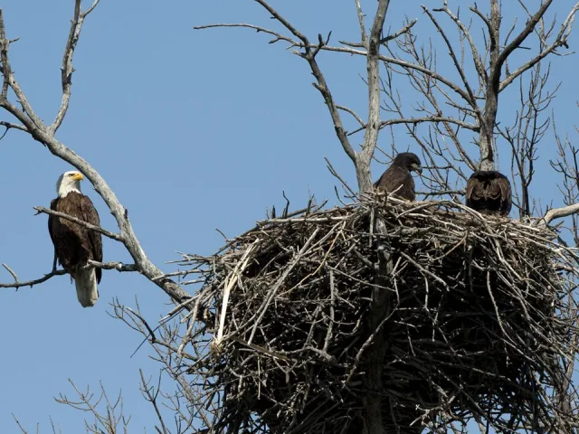 2 eagle chicks sitting in a large nest while an adult is nearby,