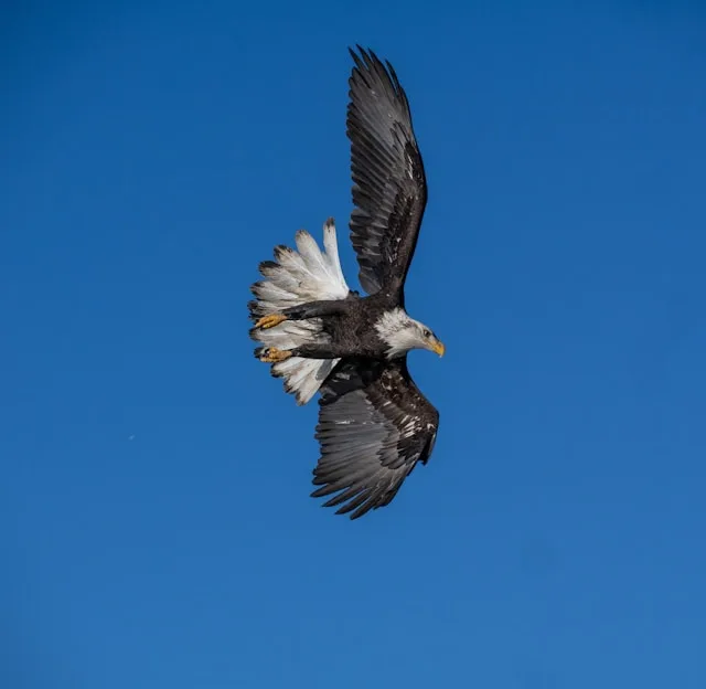 Huge raptor with brown plumage and white head in flight.
