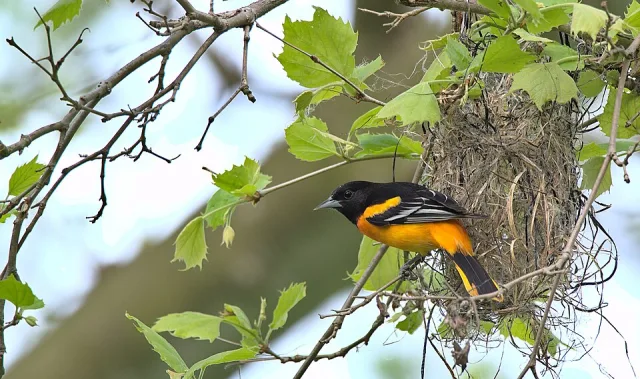 An orange and black bird sits outside an overhanging nest.