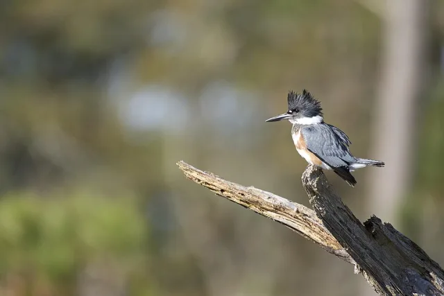 Huge kingfisher with blue and white plumage and brown chest band.