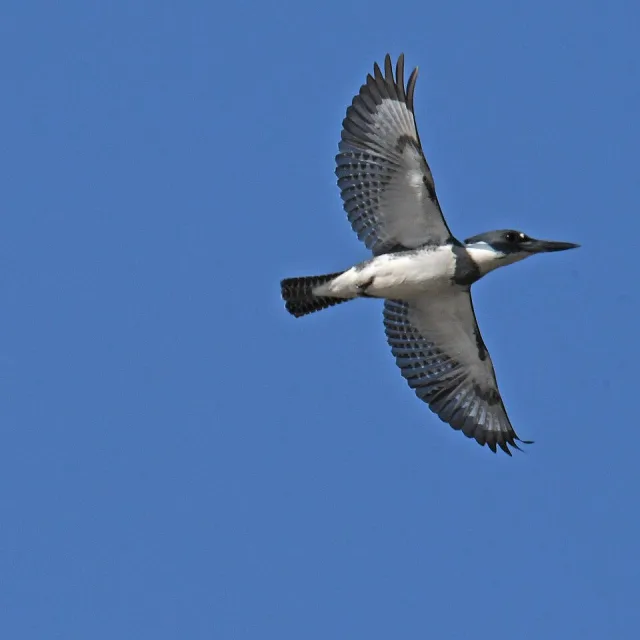 Large gray blue kingfisher flying above.