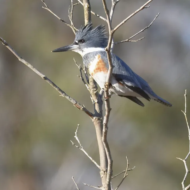 Huge kingfisher with blue and white pluamge and brown chest band.