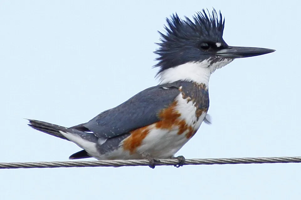 Huge kingfisher with blue and white plumage and brown chest band.
