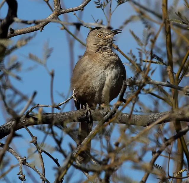 Medium sized brown bird with bright orange eye and long bill.