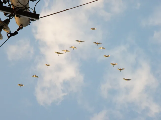 Birds flying in V shape